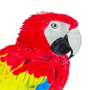 Portrait of a scarlet macaw hand-drawn in pencil.